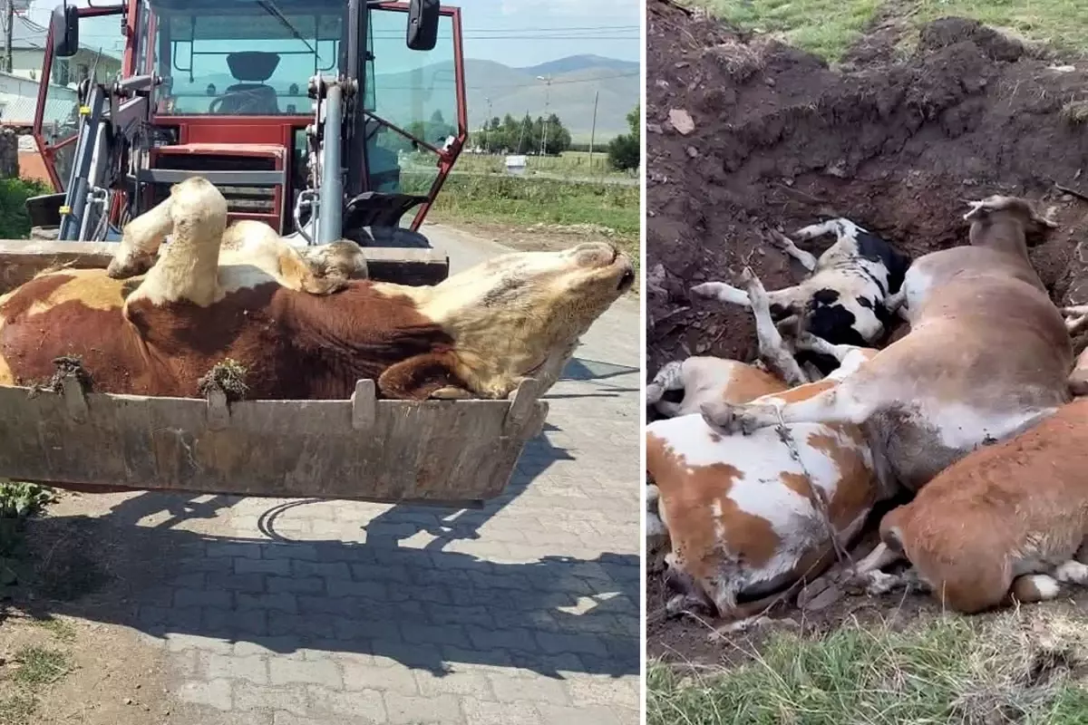 Ardahan’ın duyulmayan haykırışı! Ölen hayvan sayısı ürkütücü seviyelere çıktı