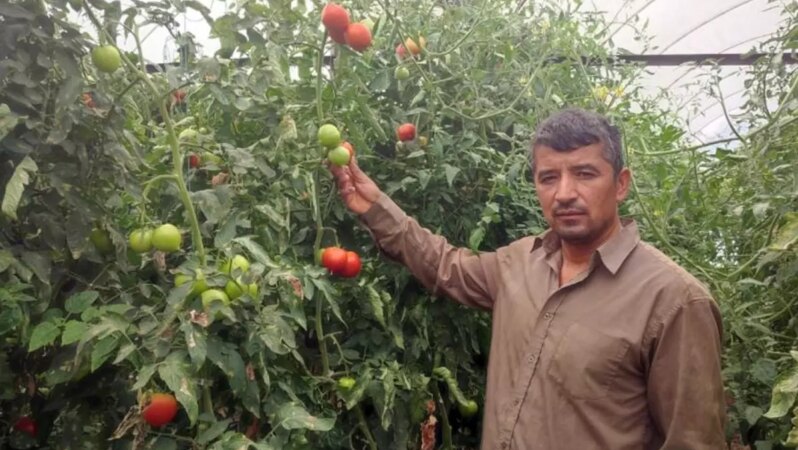 Bu mahallede toprak çok değerli: 20 dekarlık seradan tonlarca ürün elde ettiler.