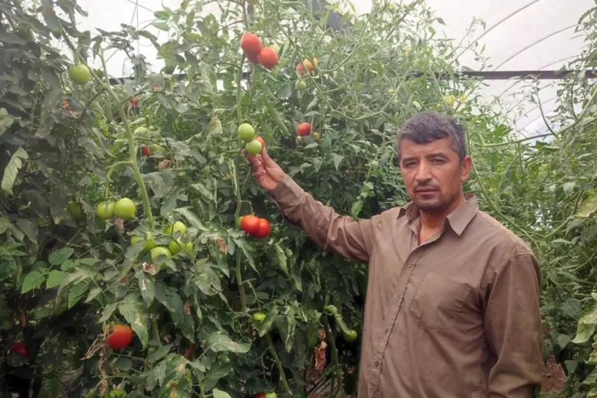Bu mahallede toprak çok değerli: 20 dekarlık seradan tonlarca ürün elde ettiler.