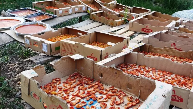 Bu yıl yüksek verim! Van’da kayısının kilo fiyatı 300 TL.