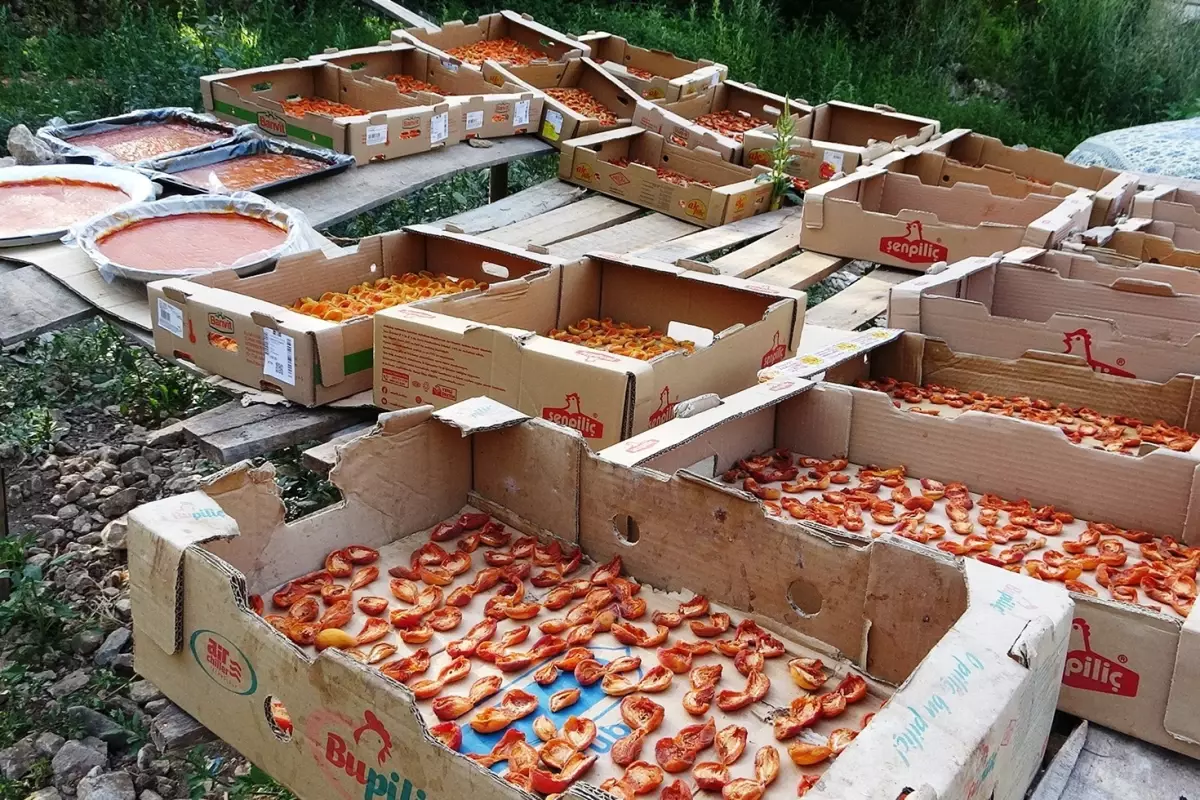 Bu yıl yüksek verim! Van’da kayısının kilo fiyatı 300 TL.