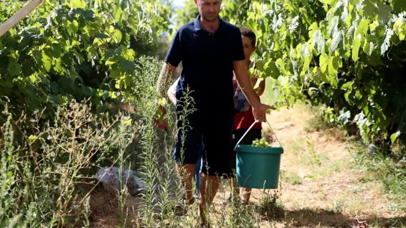 Dekar başına 1,5 ton verim öngörülüyor! Kilogramı 150 lira.