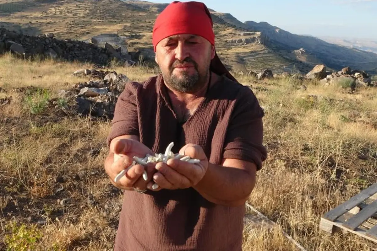 Doğadan ücretsiz toplanıyor! Kilosu 10 bin liraya yarışıyor.