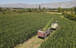 Erzincan’da silajlık mısır üretimi, hayvancılığı güçlendirerek besicilere kazanç sağlıyor.