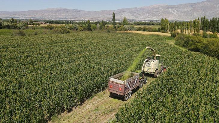Erzincan’da silajlık mısır üretimi, hayvancılığı güçlendirerek besicilere kazanç sağlıyor.