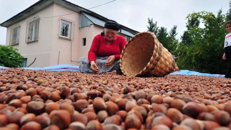 Fındık alım fiyatı açıklandı