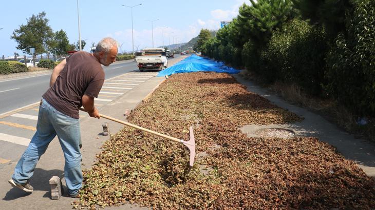 Karadeniz Sahil Yolu’ndaki kaldırımlarda fındık kurutma çalışmaları