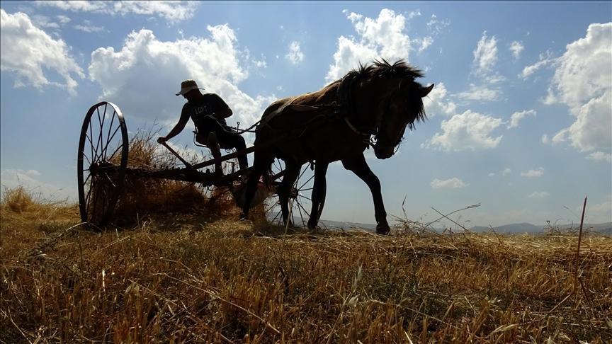 Kars’ta çiftçiler tarlasındaki son buğdayları topluyor.