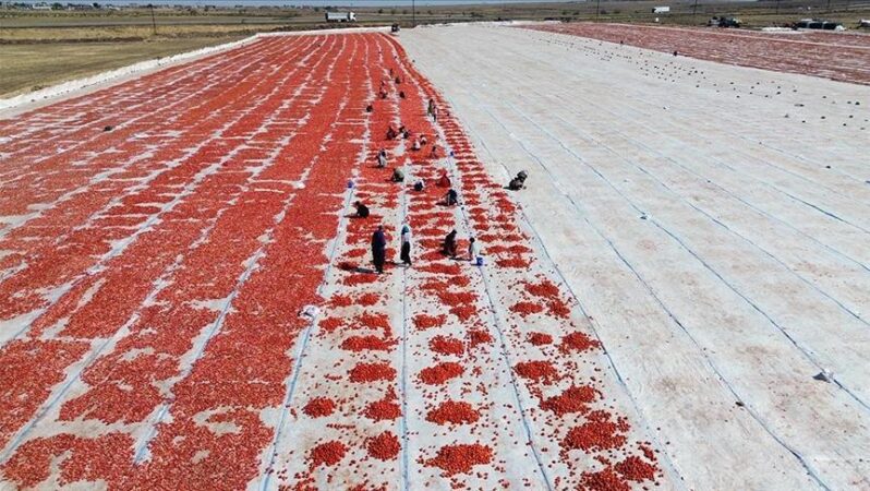Şanlıurfa’da kuraklık ve yüksek sıcaklık domates üretimini azalttı