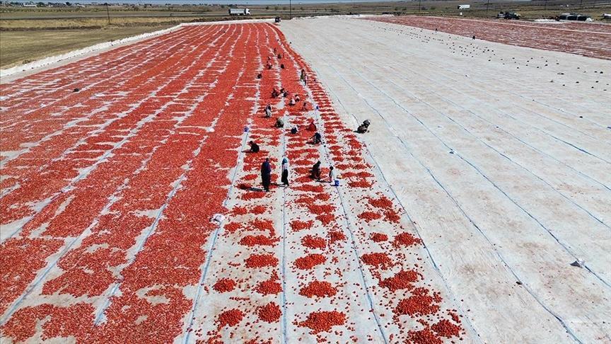 Şanlıurfa’da kuraklık ve yüksek sıcaklık domates üretimini azalttı