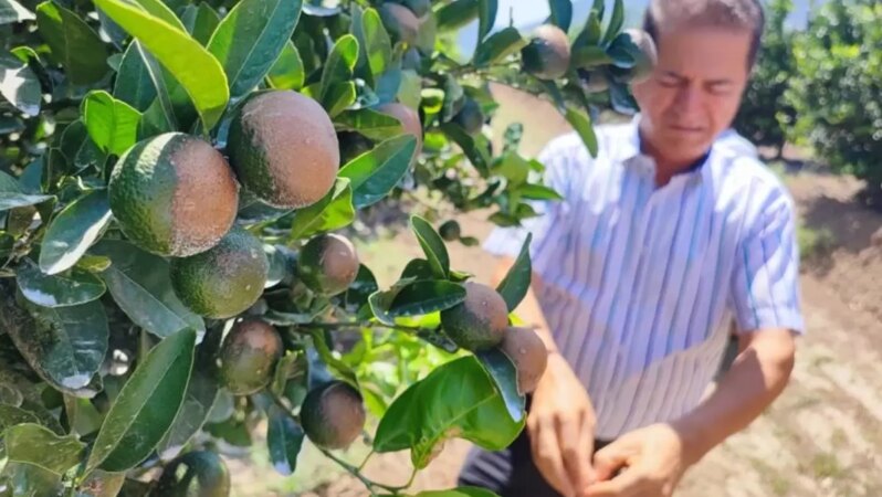 Sıcak hava narenciye ürünlerini etkiledi.