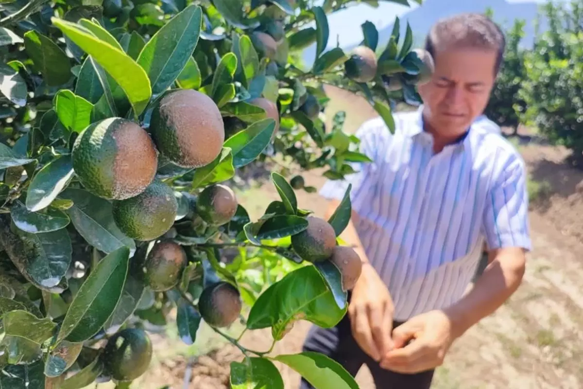 Sıcak hava narenciye ürünlerini etkiledi.