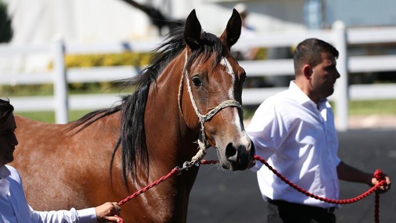 TİGEM, tay satışından 25 milyon 225 bin lira kazanç sağladı. 1 TİGEM, tay satışından 25 milyon 225 bin lira kazanç sağladı.