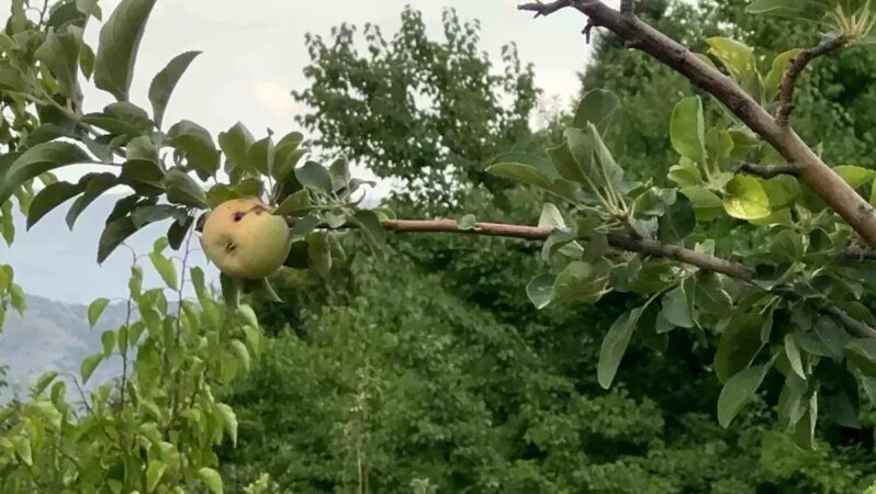 Üretici şokta! 10 dönümlük arazideki tek mahsul bir çürük elma.