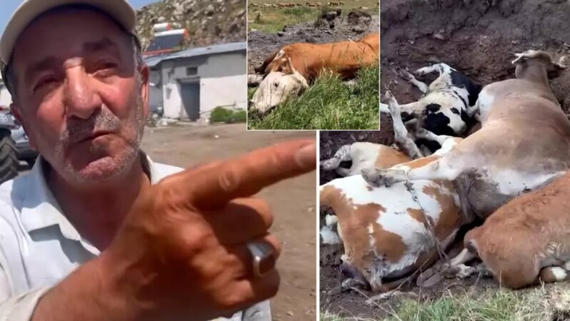 Yetkililer bu duruma ne yanıt verecek? Şap hastalığının etkilediği Ardahan’da vatandaşın dikkat çeken açıklamaları