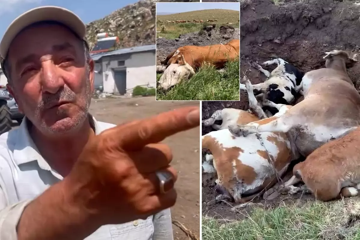 Yetkililer bu duruma ne yanıt verecek? Şap hastalığının etkilediği Ardahan’da vatandaşın dikkat çeken açıklamaları