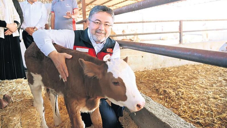 Yumaklı: Sütçü ırk sığırları etçi ırklarla melezleştireceğiz