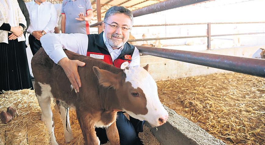 Yumaklı: Sütçü ırk sığırları etçi ırklarla melezleştireceğiz