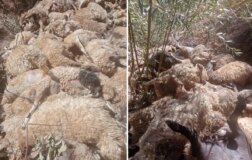 333, birinin arkasından gitti; zarar oldukça büyük.