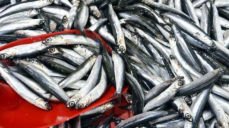 Hamsi ihracatında 8 ayda 9,9 milyon dolar gelir