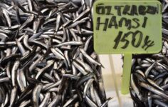 Hamsi ve istavrit tezgahlarda yerini aldı! Kilosu 150 TL