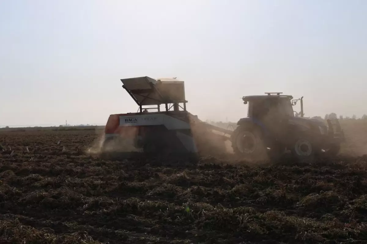 Hasat sezonu açıldı, kilogramı 60 liradan satılıyor.