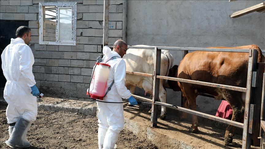 Iğdır’da şap hastalığına karşı yürütülen etkin mücadele üreticileri sevindirdi.
