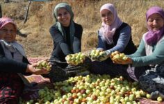 Kadınların hünnap toplama sezonu başladı.