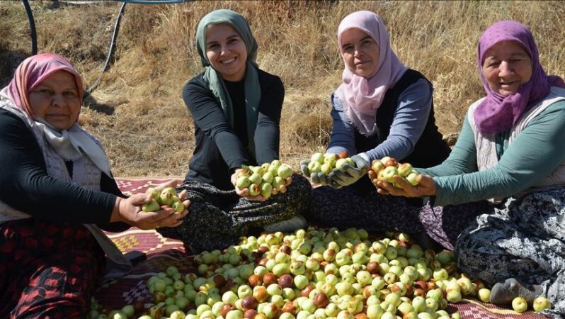 Kadınların hünnap toplama sezonu başladı.