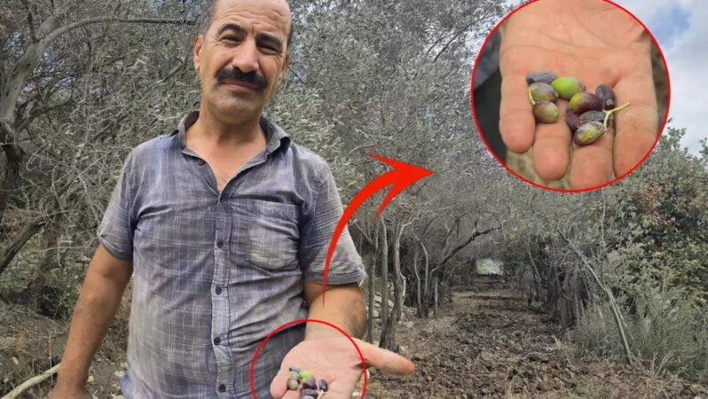 Kentin ünlü ürünü tehlikede! Bir milyondan fazla ağaçta meyve yok denecek kadar az.