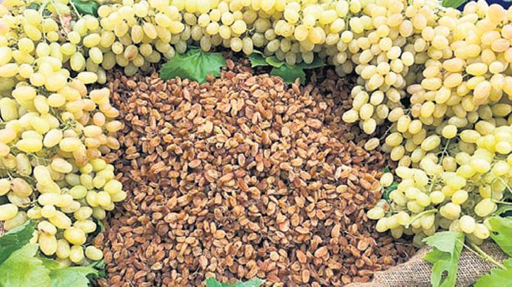 Kuru üzümde iklim dönemi sona erdi