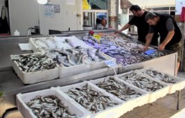 Palamutun yerini mezgit ve barbun doldurdu, balık fiyatları cebimizi yaktı.
