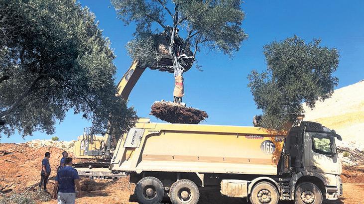 Santral sahasındaki zeytin ağaçları başka bir yere nakledildi.