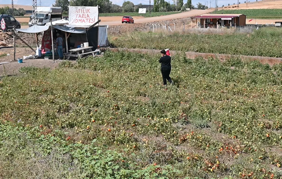 Tarlasını halka sundu, para konusunda cömert davrandı.
