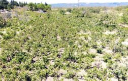 Tekirdağ’da kuraklık üzüm üretimini olumsuz etkiledi! Rekolte ve kalite düşüşü…
