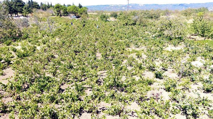 Tekirdağ’da kuraklık üzüm üretimini olumsuz etkiledi! Rekolte ve kalite düşüşü…
