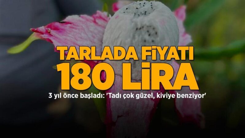 3 yıl önce üretime geçildi! Kilosu 180 lira: 'Tadı harika, kiviye benziyor' 1 3 yıl önce üretime geçildi! Kilosu 180 lira: ‘Tadı harika, kiviye benziyor’