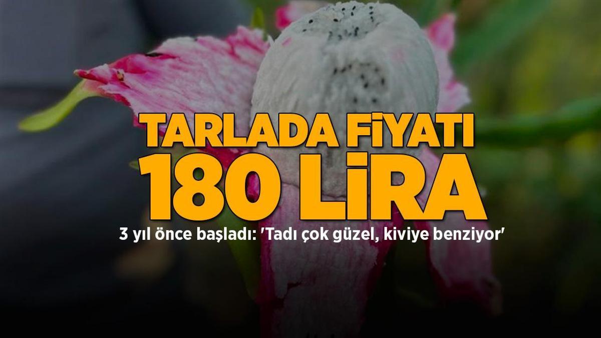 3 yıl önce üretime geçildi! Kilosu 180 lira: 'Tadı harika, kiviye benziyor' 4 3 yıl önce üretime geçildi! Kilosu 180 lira: ‘Tadı harika, kiviye benziyor’
