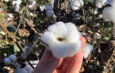 Antalya’nın pamuğu kalitesiyle dikkat çekiyor.