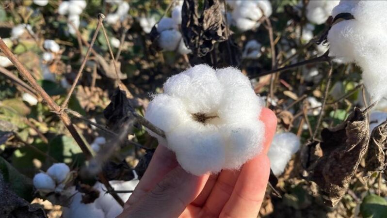 Antalya’nın pamuğu kalitesiyle dikkat çekiyor.