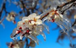 Bakanlık, üreticilere 20 milyar 423 milyon lira zirai don yardımı sağlayacak. 4 Bakanlık, üreticilere 20 milyar 423 milyon lira zirai don yardımı sağlayacak.