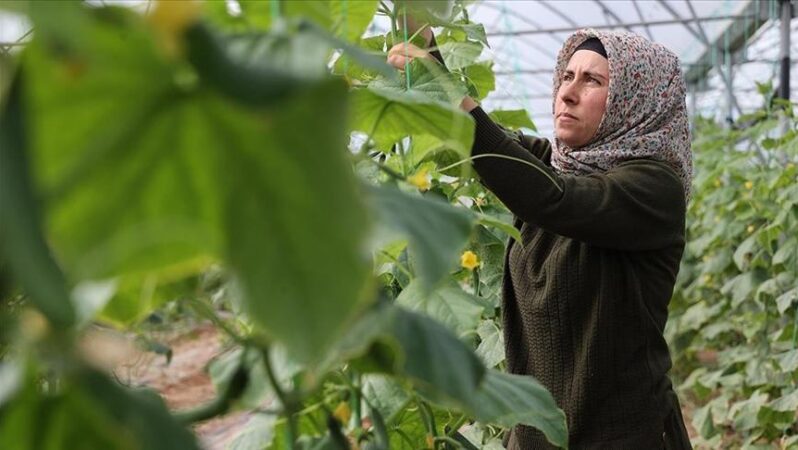 Devlet desteğiyle kurduğu serada kadın girişimci üretime katkı sağlıyor.