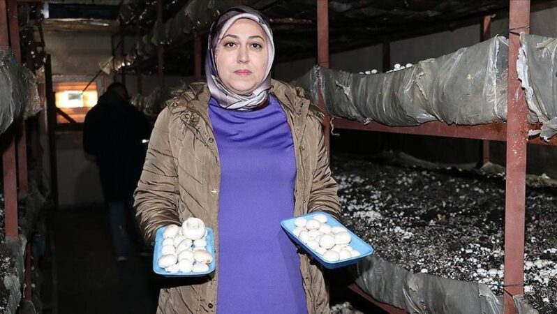 Devlet yardımıyla inşa ettiği tesisle 75 ton mantar üretiyor.