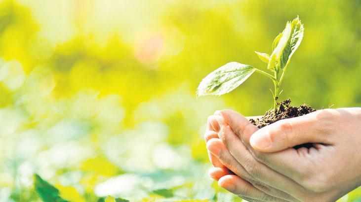 Doğa ile buluşan 2.5 milyon ağaç tohumu