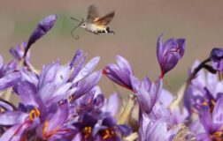 Dünyanın en değerli baharatı safranın 1 gramı 500 TL.