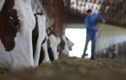 Hayvancılıkta önümüzdeki yıl yetiştiricilere 36,6 milyar lira destek verilmesi planlanıyor.