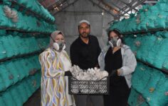 Kadın girişimci, çadır seralarda yılda 40 ton istiridye mantarı üretiyor.