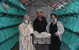 Kadın girişimci, çadır seralarda yılda 40 ton istiridye mantarı üretiyor.