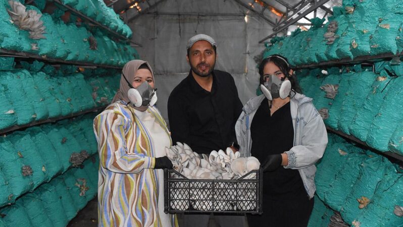 Kadın girişimci, çadır seralarda yılda 40 ton istiridye mantarı üretiyor.