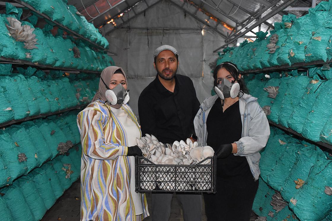 Kadın girişimci, çadır seralarda yılda 40 ton istiridye mantarı üretiyor.